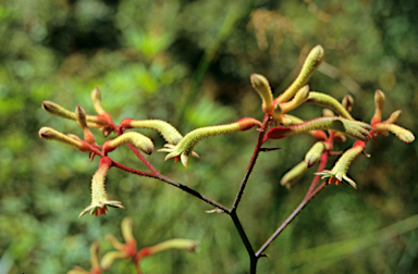 APII jpeg image of Anigozanthos flavidus  © contact APII