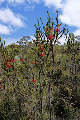 APII jpeg image of Beaufortia decussata  © contact APII