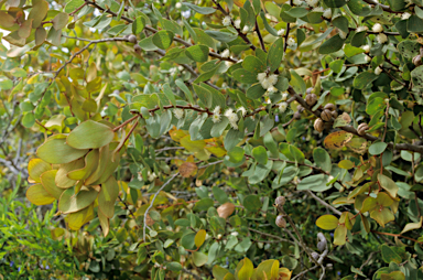 APII jpeg image of Hakea elliptica  © contact APII