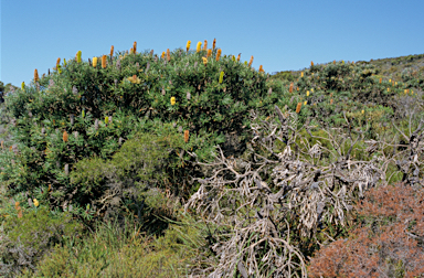 APII jpeg image of Banksia attenuata  © contact APII