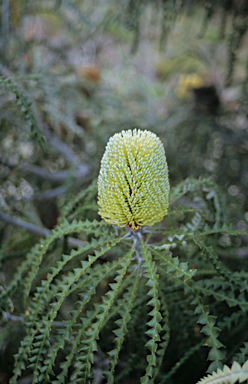 APII jpeg image of Banksia speciosa  © contact APII