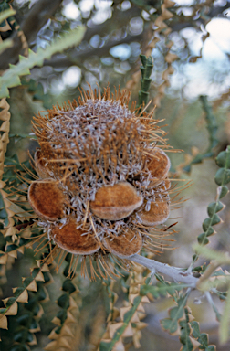 APII jpeg image of Banksia speciosa  © contact APII