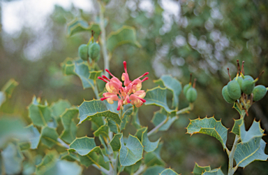 APII jpeg image of Grevillea insignis subsp. insignis  © contact APII