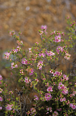 APII jpeg image of Hypocalymma puniceum  © contact APII