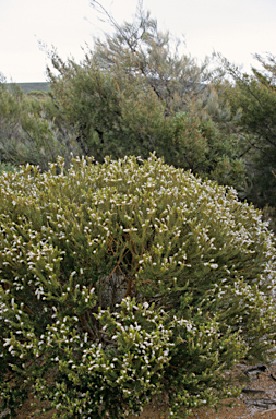 APII jpeg image of Lachnostachys albicans  © contact APII