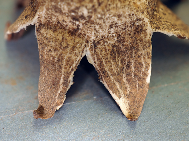 APII jpeg image of Geastrum lageniforme  © contact APII