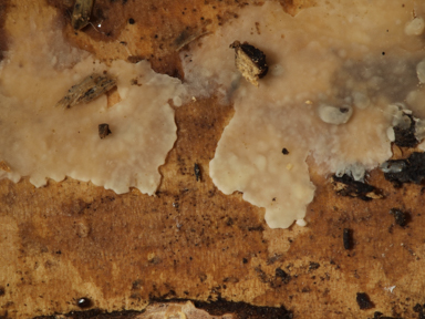 APII jpeg image of Radulomyces confluens  © contact APII