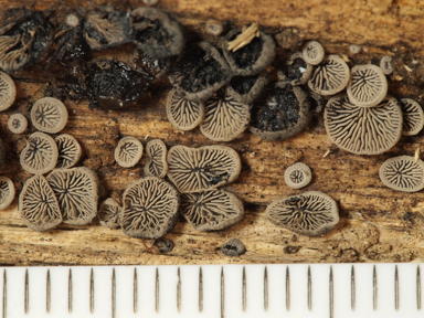 APII jpeg image of Resupinatus applicatus  © contact APII