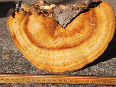 APII jpeg image of Pseudoinonotus chondromyelus  © contact APII