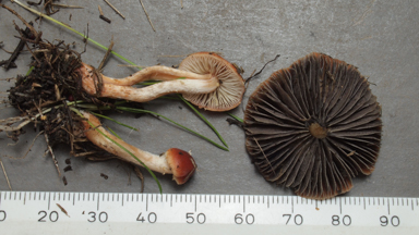 APII jpeg image of Leratiomyces ceres  © contact APII