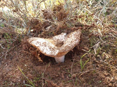 APII jpeg image of Russula erumpens  © contact APII