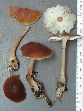 APII jpeg image of Gymnopus sp.  © contact APII