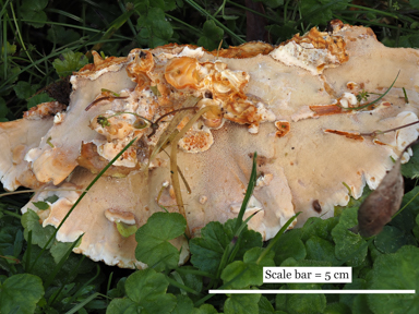 APII jpeg image of Rigidoporus laetus  © contact APII