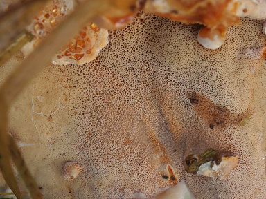 APII jpeg image of Rigidoporus laetus  © contact APII