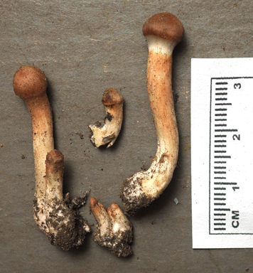 APII jpeg image of Cortinarius sp.  © contact APII