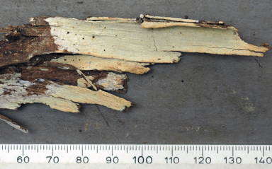 APII jpeg image of Phanerochaete sordida  © contact APII