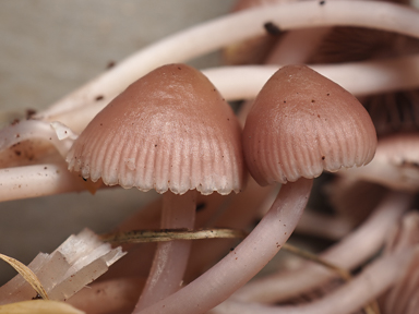 APII jpeg image of Mycena clarkeana  © contact APII