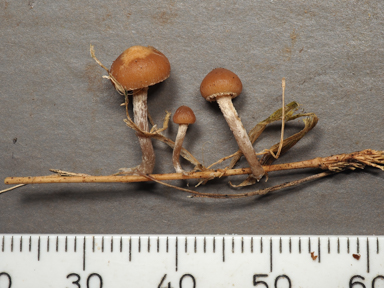 APII jpeg image of Deconica subviscida  © contact APII