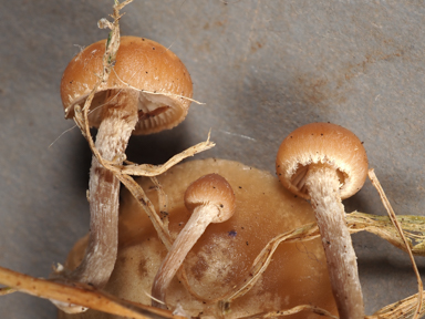 APII jpeg image of Deconica subviscida  © contact APII