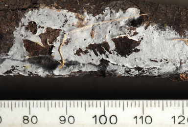 APII jpeg image of Leptosporomyces sp.  © contact APII