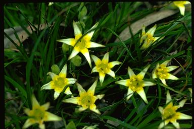 APII jpeg image of Conostylis seorsiflora  © contact APII