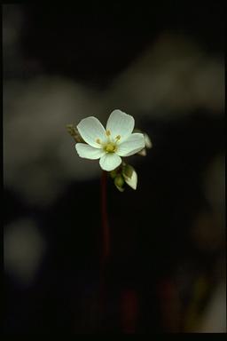 APII jpeg image of Drosera binata  © contact APII