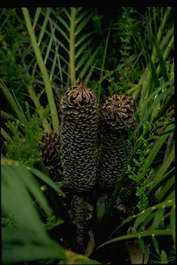 APII jpeg image of Macrozamia communis  © contact APII