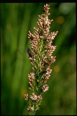 APII jpeg image of Sprengelia incarnata  © contact APII