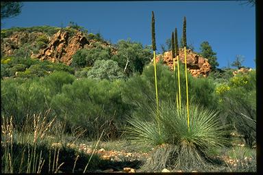 APII jpeg image of Xanthorrhoea quadrangulata  © contact APII