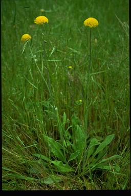 APII jpeg image of Ammobium craspedioides  © contact APII