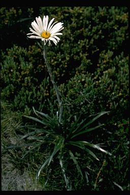 APII jpeg image of Celmisia longifolia  © contact APII