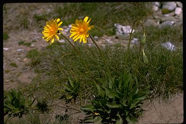 APII jpeg image of Microseris lanceolata  © contact APII