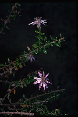 APII jpeg image of Olearia iodochroa  © contact APII