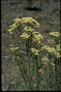 APII jpeg image of Ozothamnus adnatus  © contact APII