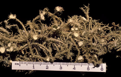 APII jpeg image of Usnea scabrida  © contact APII