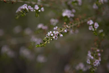 APII jpeg image of Thryptomene saxicola  © contact APII