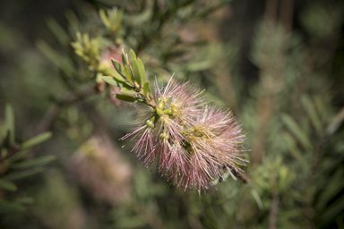 APII jpeg image of Callistemon pachyphyllus 'Smoked Salmon'  © contact APII