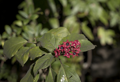 APII jpeg image of Clerodendrum tomentosum  © contact APII