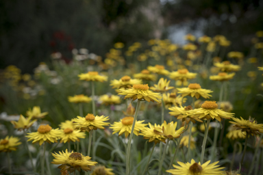 APII jpeg image of Xerochrysum bracteatum 'Dargan Hill Monarch'  © contact APII