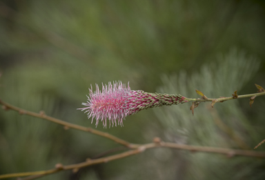 APII jpeg image of Grevillea petrophiloides subsp. petrophiloides  © contact APII