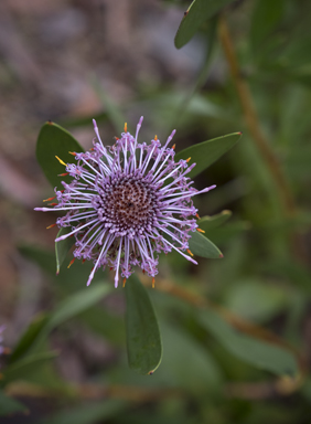 APII jpeg image of Isopogon cuneatus  © contact APII