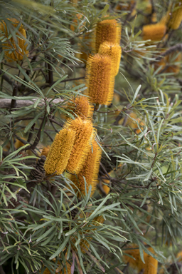 APII jpeg image of Banksia neoanglica  © contact APII