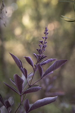 APII jpeg image of Vitex trifolia var. subtrisecta  © contact APII