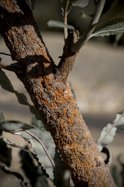 APII jpeg image of Banksia menziesii  © contact APII