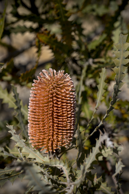 APII jpeg image of Banksia ashbyi subsp. ashbyi  © contact APII