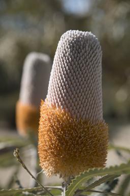 APII jpeg image of Banksia prionotes  © contact APII