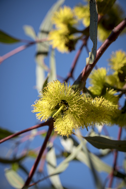 APII jpeg image of Eucalyptus erythrocorys  © contact APII