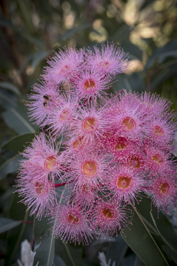 APII jpeg image of Corymbia 'Summer Beauty'  © contact APII