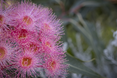 APII jpeg image of Corymbia 'Summer Beauty'  © contact APII