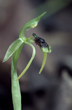 APII jpeg image of Chiloglottis diphylla  © contact APII